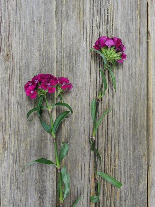 PURPLE DIANTHUS BALL